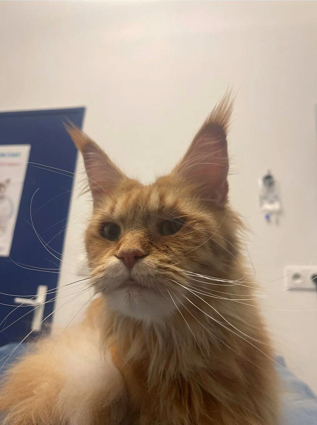 Maine coon, en consultation au cabinet vétérinaire de Saint-Victoret