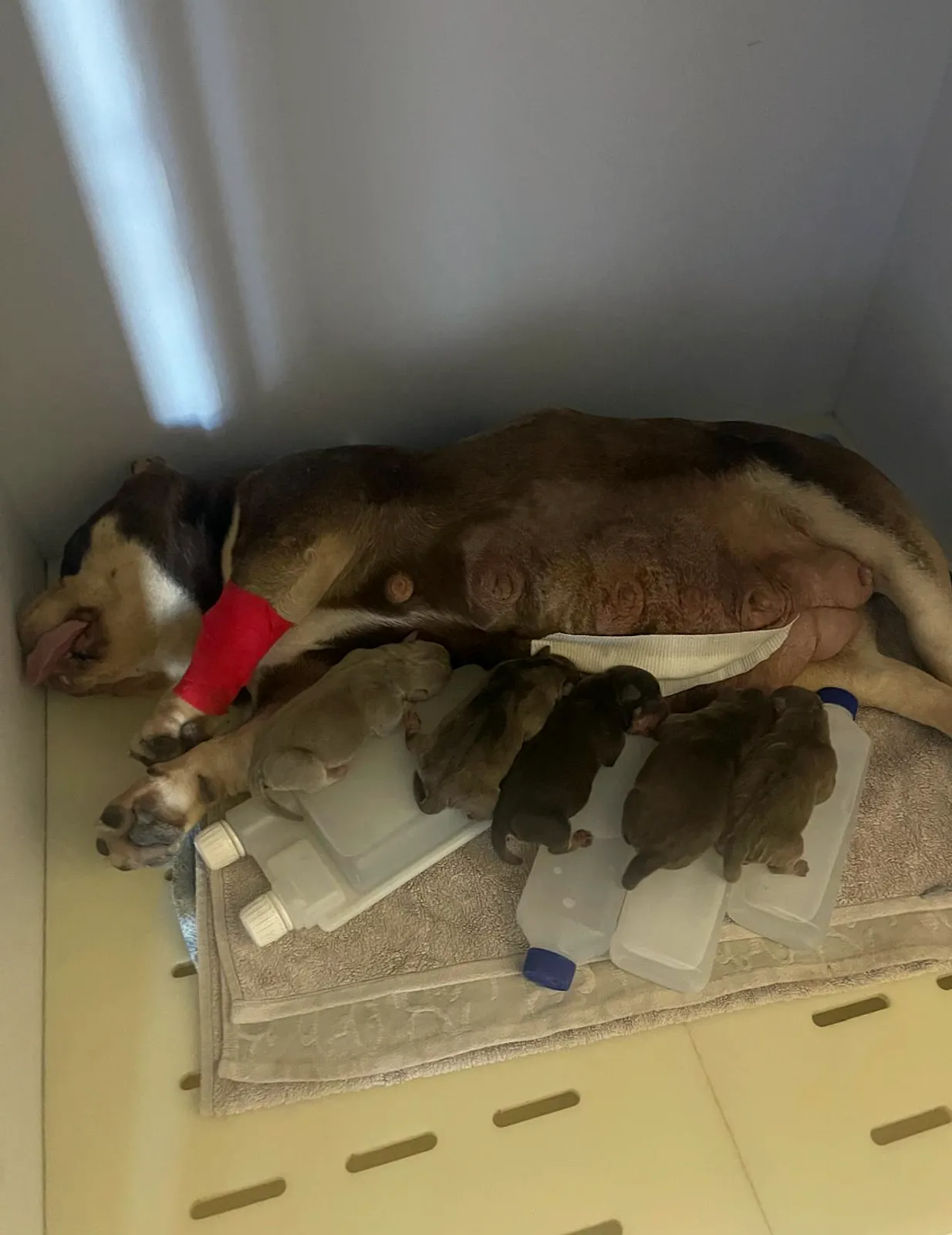 Chienne endormie dans un box d'hospitalisation, patte avant bandée de rouge, avec ses chiots nouveau-nés installés sur une serviette contre son ventre