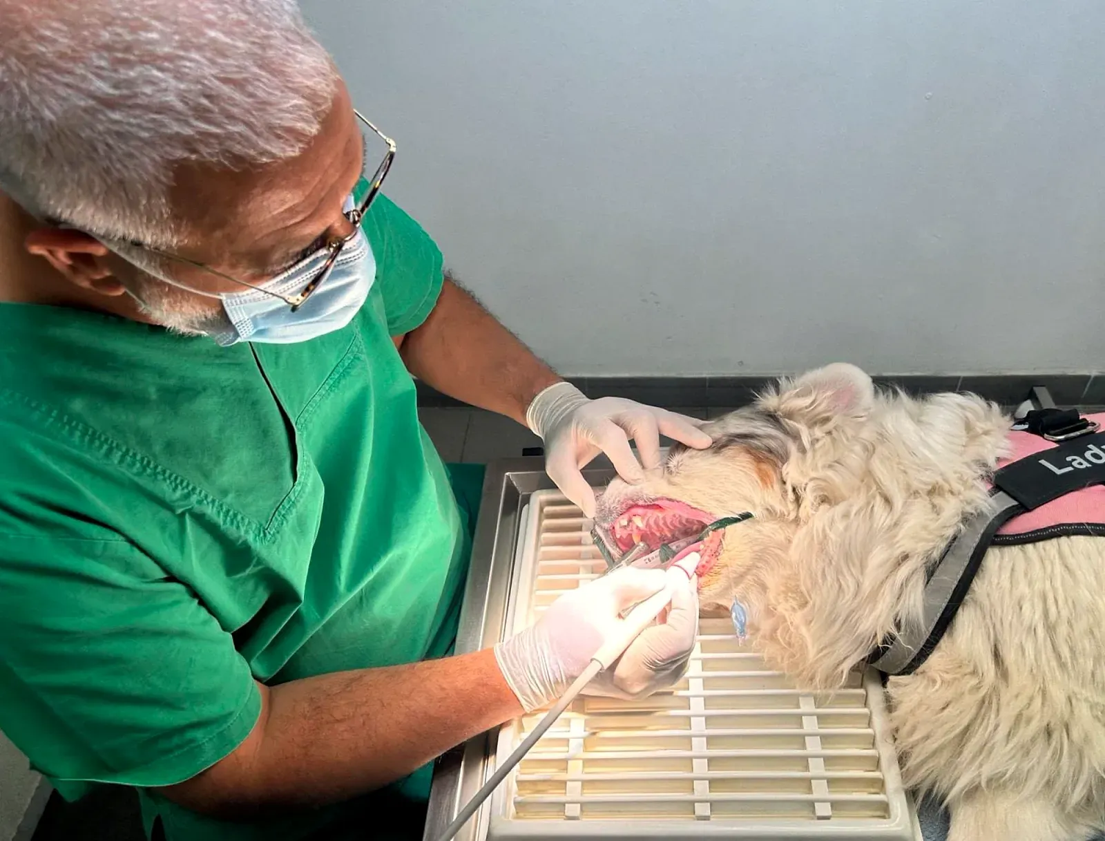 Le Dr Sabeur, en tenue de bloc verte, masque et gants, détartre aux ultrasons les dents d'une chienne à poil blanc anesthésiée et intubée