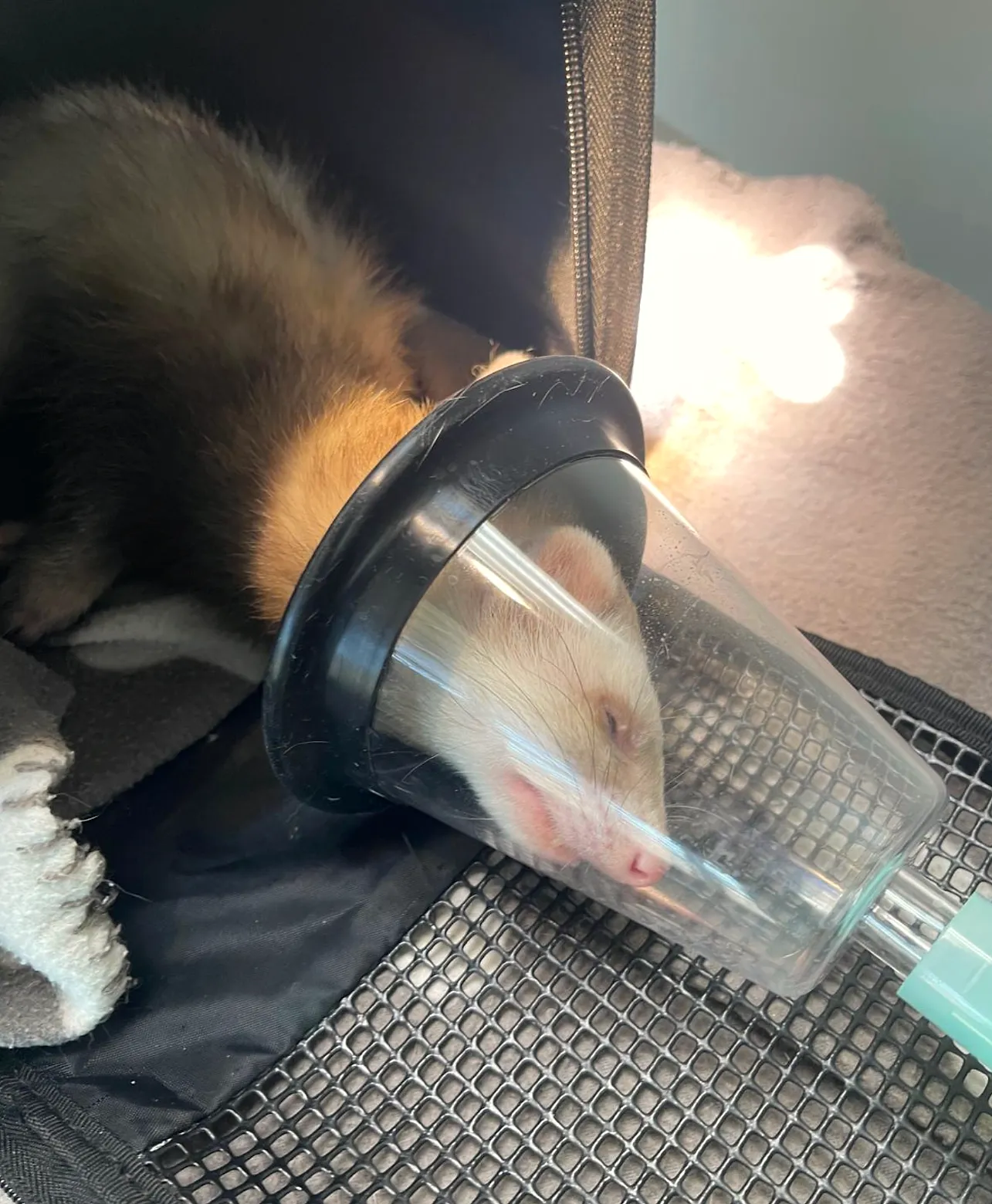 Furet endormi sur une couverture, la tête placée dans un masque transparent relié à un tuyau, pendant son réveil après une anesthésie