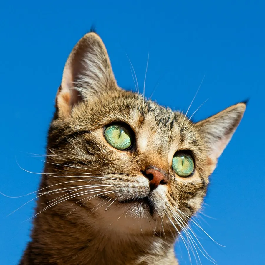 Gros plan sur le regard perçant d'un chat — expertise en ophtalmologie animale