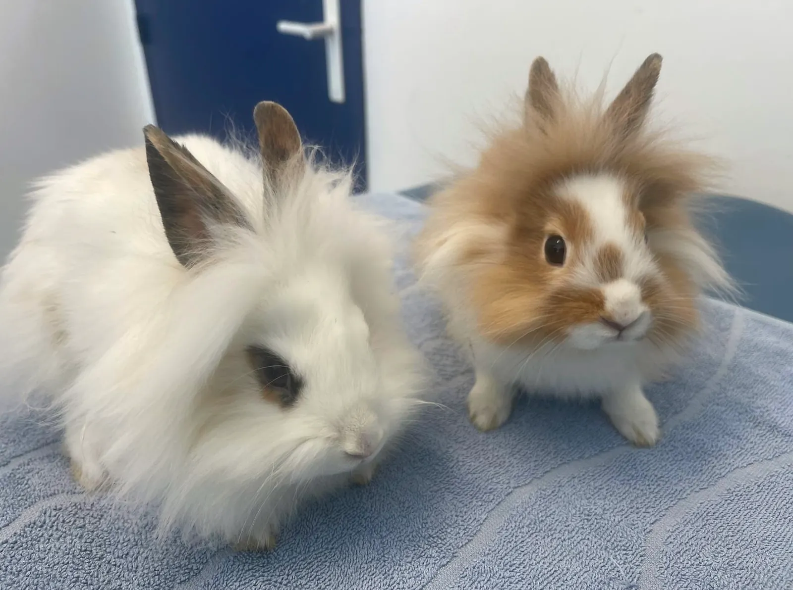 Lapins angora en consultation