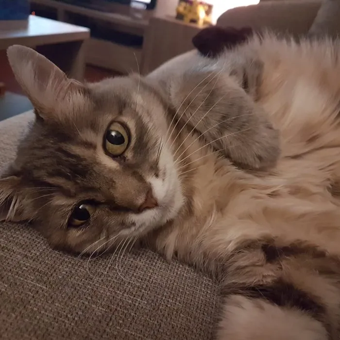Chat gris, patient du cabinet