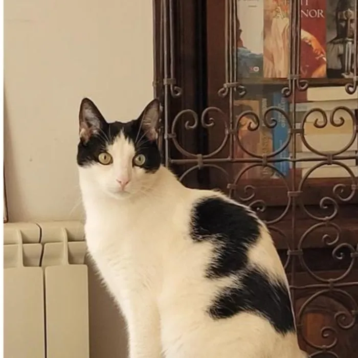 Chat noir et blanc, patient du cabinet