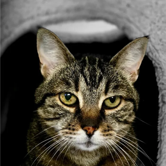 Chat tigré, patient du cabinet