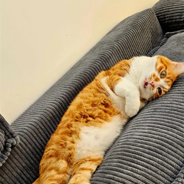 Chat roux, patient du cabinet