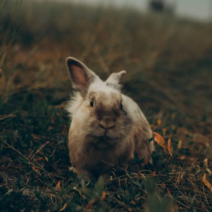 Lapin, patient du cabinet