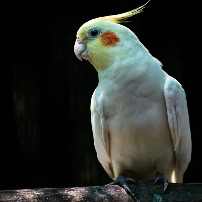 Oiseau, patient du cabinet