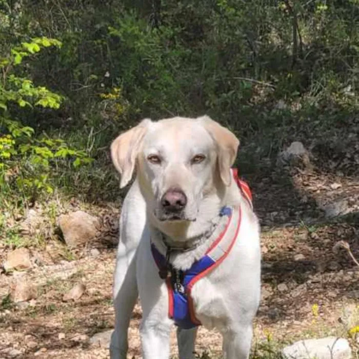 Labrador, patient du cabinet