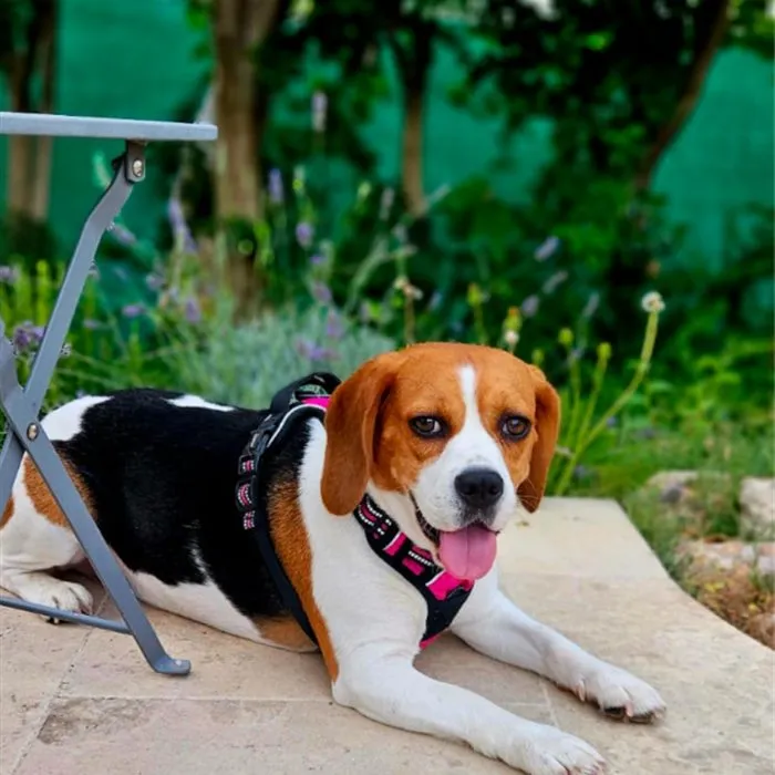 Beagle, patient du cabinet