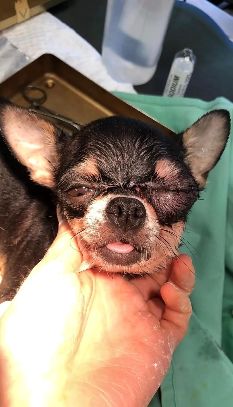 Le même chihuahua après repositionnement chirurgical du globe oculaire et sutures