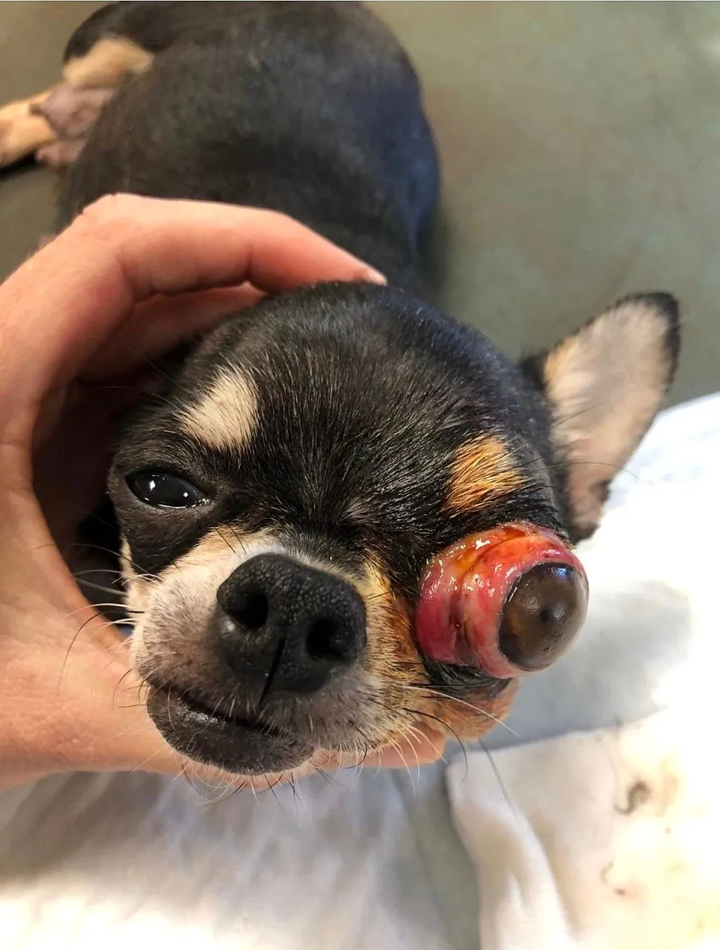 Chihuahua présentant une proptose du globe oculaire avant l'intervention