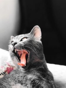 Le stress chez le chat : le repérer et l&rsquo;apaiser