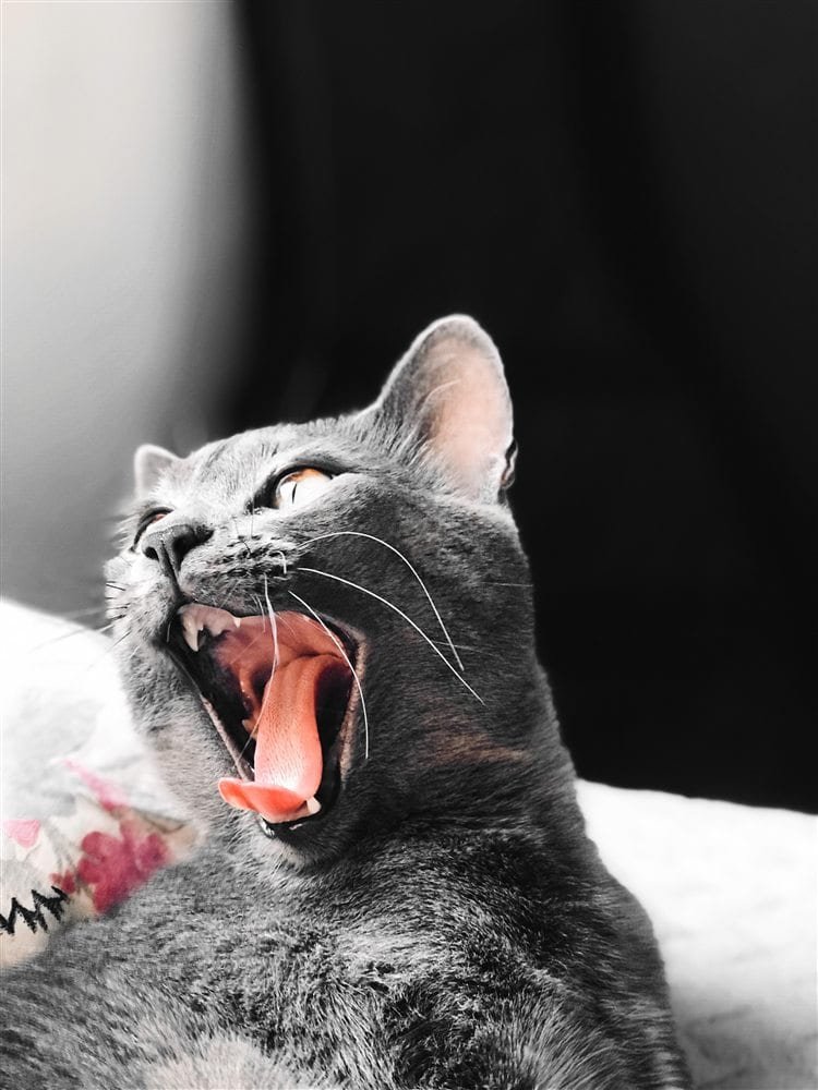 Le stress chez le chat : le repérer et l’apaiser