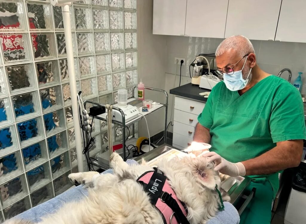 Détartrage du chien et du chat : un acte médical, pas esthétique