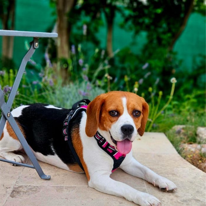 Arthrose du chien : reconnaître la douleur et la soulager