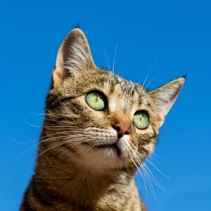Vaccination du chien et du chat : le calendrier expliqué