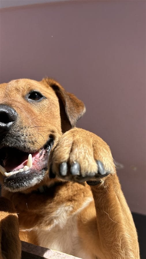 Premier chiot, premier chaton : les six premiers mois