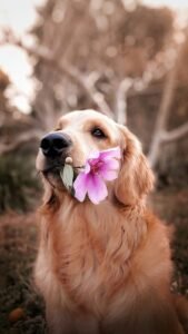 Accompagner la fin de vie de son animal